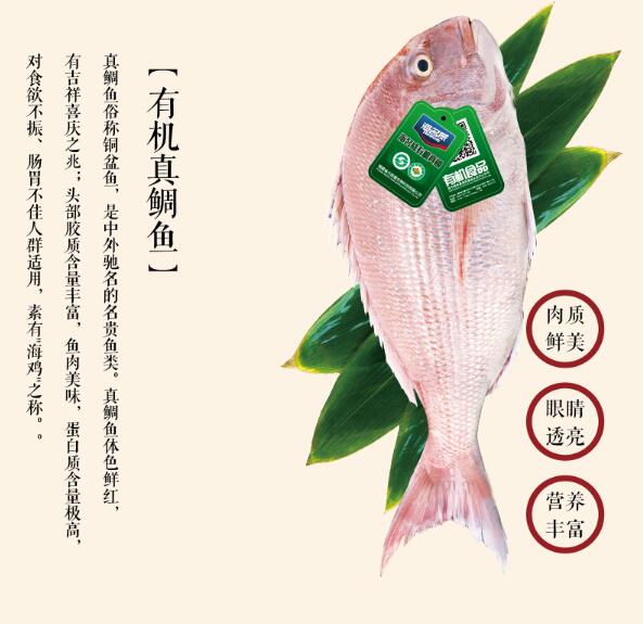 真鲷鱼1.jpg